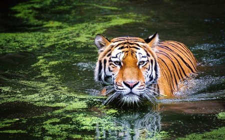47 Tigers Die In Vietnam Zoos Due To H5N1 Bird Flu Virus: Report