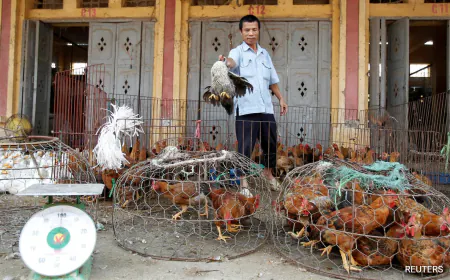 Dozens Of Captive Tigers And Lions In Vietnam Die Of Bird Flu