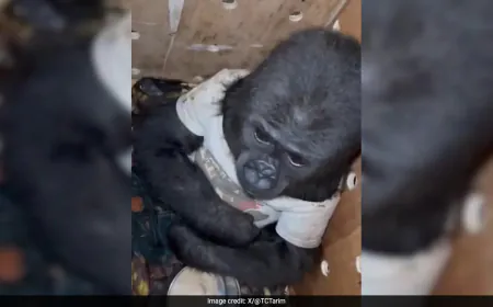 Watch: Baby Gorilla In T-Shirt Stuffed Inside A Crate, Rescued At Airport
