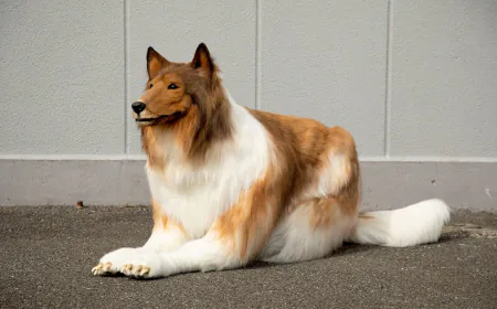 Toco, The Human Collie, Is Opening A Zoo Where People Can 'Live Like A Dog'