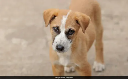 Your Stress Levels Affect Your Dog: Study