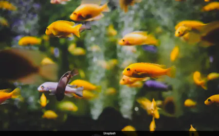 Quarter Of Freshwater Species On Brink Of Extinction: Study